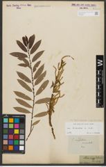 Foto von Salix triandra subsp. triandra L.